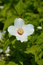 Mock orange Belle Etoile Royalty Free Stock Photo