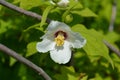 Mock orange Belle Etoile