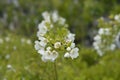 Mock orange Belle Etoile Royalty Free Stock Photo