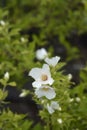 Mock orange Belle Etoile Royalty Free Stock Photo