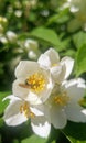 Mock orange blossom entertaining a honey bee Royalty Free Stock Photo