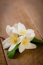 Mock Orange Flowers on Rustic Wood