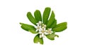 Mock orange white scented flowers and leaves isolated on white