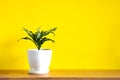 Mock up banner with copy space trending flower dracaena on bright yellow background. Summer indoor plants and urban