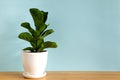 Mock up banner with copy space trending flower ficus lyrata on blue background. Summer indoor plants and urban jungle