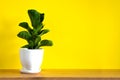 Mock up banner with copy space trending flower ficus lyrata on bright yellow background. Summer indoor plants and urban