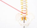 Mock up human spine on a white background with a laser. The concept of a new modern method without surgery for the treatment and Royalty Free Stock Photo