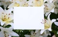 Mock up with lilac flowers on green background. Photo with copy space. Royalty Free Stock Photo