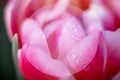 Mock up pink tulip flower with water drops,macro photo.One flower head in green field after rain,close up Royalty Free Stock Photo