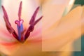 Mock up pink tulip flower with water drops,macro photo.One flower head in green field after rain,close up Royalty Free Stock Photo