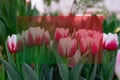 Mock up pink tulips flower, beautifuly flower in garden plant, tulip spring-blooming Royalty Free Stock Photo