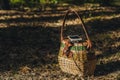 Mock up of a smartphone with charging Power Bank on a basket in the forest. Concept on the theme of outdoor recreation