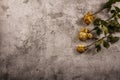 Mock up template with wilted flowers of white roses with a clean envelope, notepad and cup of coffee on a gray concrete background