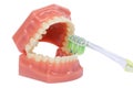 Tooth brush and Orthodontic Model used in dentistry for demonstration and educational purposes. Brushing teeth with toothbrush. Royalty Free Stock Photo