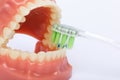 Tooth brush and Orthodontic Model used in dentistry for demonstration and educational purposes. Brushing teeth with toothbrush. Royalty Free Stock Photo