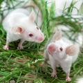 Mock up with two white albino laboratory mouse sitting in green dried grass, hay. Cute little rodent muzzles close up, pet animal Royalty Free Stock Photo