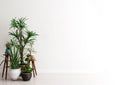 Mock up wall with group of potted house plants in modern interior background, moment for contemplation, Scandinavian style
