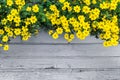 Mock up with yellow flowers on the background on gray wooden wall with cracks.