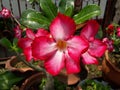 Desertrose adenium leaf leaves Royalty Free Stock Photo