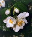 Mocker flowers in rain drops
