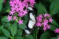 Mocker Swallowtail butterfly Papilio dardanus