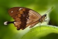 Mocker swallowtail, Papilio dardanus, African Swallowtail butterfly, Papilio dordanus, sitting on the white flower. Insect in the