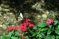 Mocker Swallowtail Papilio dardanus butterfly