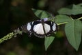 Mocker Swallowtail Papilio dardanus butterfly