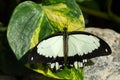 Mocker Swallowtail Papilio dardanus butterfly