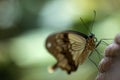 Mocker Swallowtail Papilio dardanus butterfly