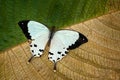 Mocker swallowtail, Papilio dardanus, sitting on the white flower. Insect in the dark tropical forest, nature habitat. Butterfy