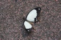 Mocker Swallowtail resting on the floor