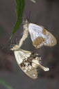 Mocker swallowtails mating.