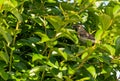 Mocking Bird Hidden in a Crape Myrtle Tree Eating an Insect Royalty Free Stock Photo