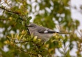 mocking bird in tree Royalty Free Stock Photo