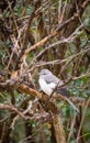 mocking bird in a tree Royalty Free Stock Photo