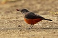 Mocking Cliff-chat - Thamnolaea cinnamomeiventris or mocking or cliff chat, family Muscicapidae which occurs in rocky habitats in