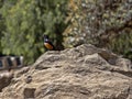 Mocking cliff chat, Thamnolaea cinnamomeiventris, on historical landmarks, Axum, Ethiopia