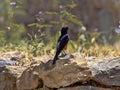 Mocking cliff chat, Thamnolaea cinnamomeiventris, on historical landmarks, Axum, Ethiopia