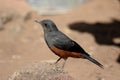 Mocking cliff-chat, Thamnolaea cinnamomeiventris