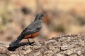 Mocking cliff-chat, Thamnolaea cinnamomeiventris