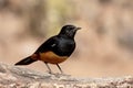 Mocking cliff-chat, Thamnolaea cinnamomeiventris