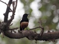 Mocking cliff chat, Thamnolaea cinnamomeiventris, sitting on a thick branch in a tree, Ethiopia