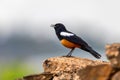 Mocking Cliff Chat in Ethiopia, Africa wildlife