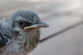 Mockingbird Royalty Free Stock Photo