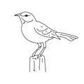 Mockingbird bird illustration vector