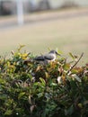 Mockingbird in the bush
