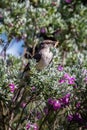 Mockingbird caught a grasshopper on the purple sage bush Royalty Free Stock Photo