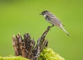 A Mockingbird sits on a stump looking for food.