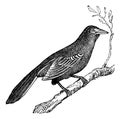 Mockingbird Mimus polyglottus, vintage engraving